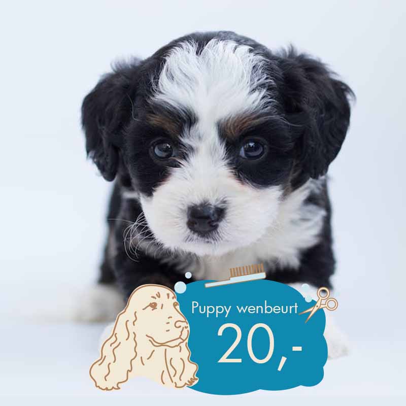 pooch-parlor-mobiele-hondentrimsalon-puppy-Foto-Poodles-2-Doodles-2 pyppy wenbeurt